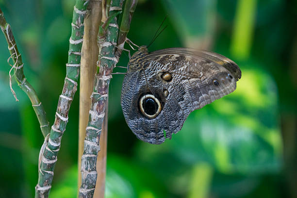 Close up photo of large butterfly on tree branch during summertime. Shot with a full frame mirrorless camera.