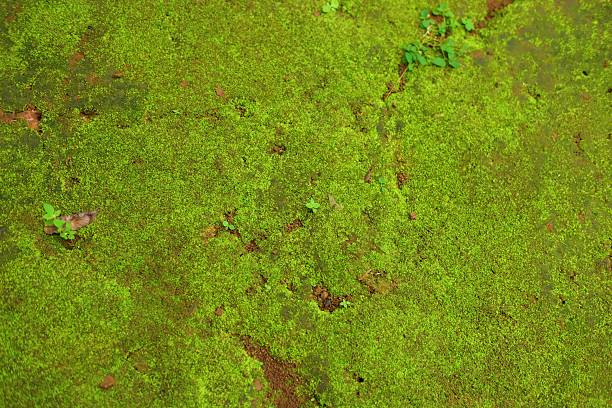 A vibrant green moss covering a damp soil surface, showcasing natural textures and earthy tones. Perfect for nature, ecology, or texture-themed projects.