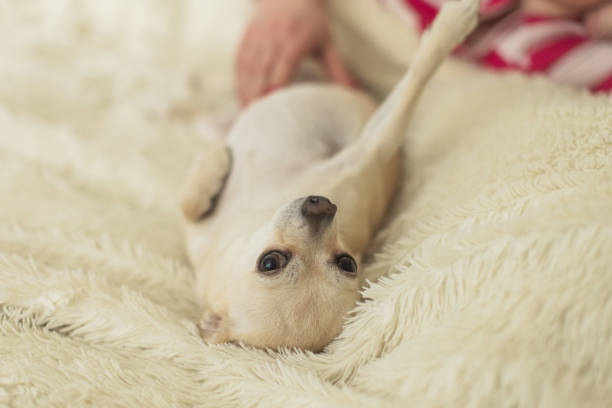 istock Petting dog. Chihuahua 2206284591