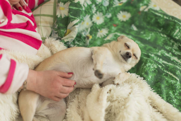 Petting dog. Chihuahua