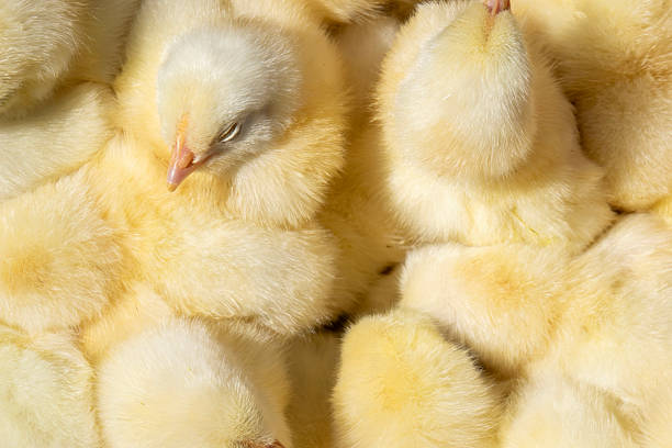 Full frame photo of yellow newborn chicks. Shot from high angle viewpoint.