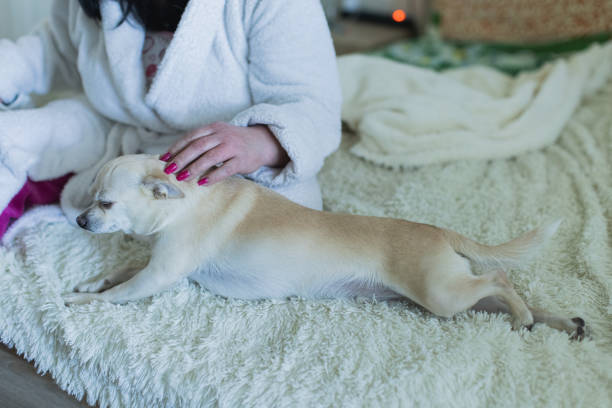 istock Petting dog. Chihuahua 2206284716