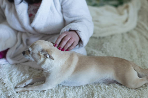 istock Petting dog. Chihuahua 2206284718