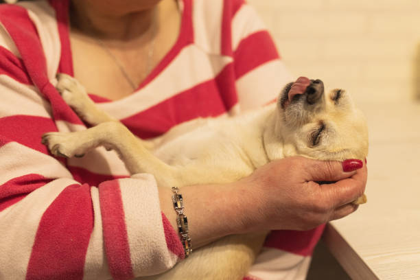 istock Petting dog. Chihuahua 2206284825
