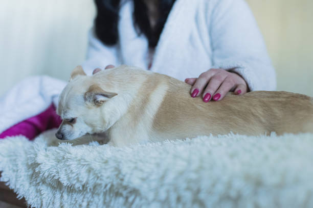 Love between dog and owner concept. Or examination of signs of sun burn on nose or heat stroke. Female Harrier mix dog, short hair. Selective focus.