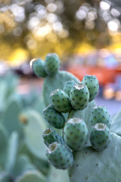 Green domesticated fruit cactus Opuntia ficus indica or prickly pear, commercially important cactus, use in culinary, grown in Mexico, Greece, Australia.
