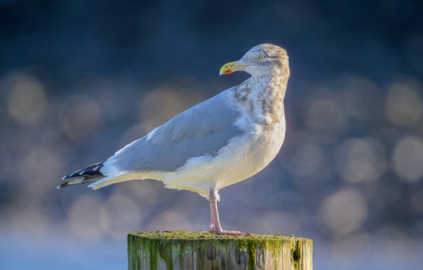 istock American Herring Gull seagull standing on old weathered pylon 2206286820