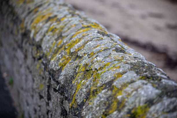 A stone wall near Marazion.