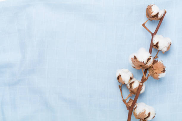 istock Cotton branch on fabric background, top view 2206289038
