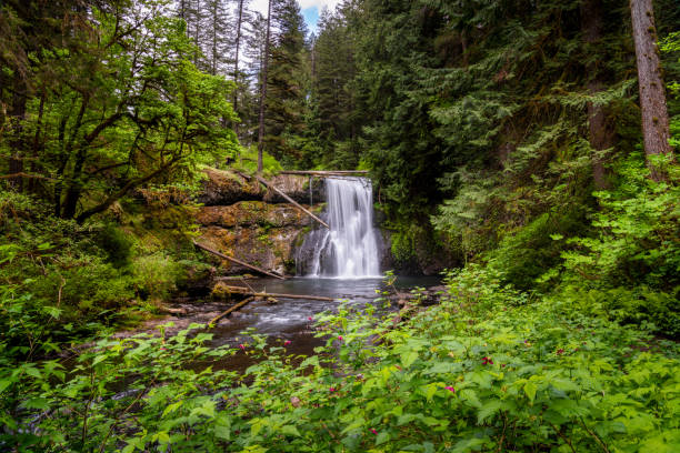 istock Upper North Falls - Silver Falls State Park in Oregon - Springtime Greenery 2206290229
