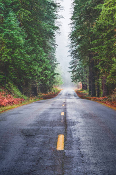 istock Highway and Fogging Forest - Road through Pacific Northwest Evergreen Trees 2206290389