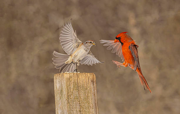 istock Male Northern Cardinal And Tree Sparrow 2206291212