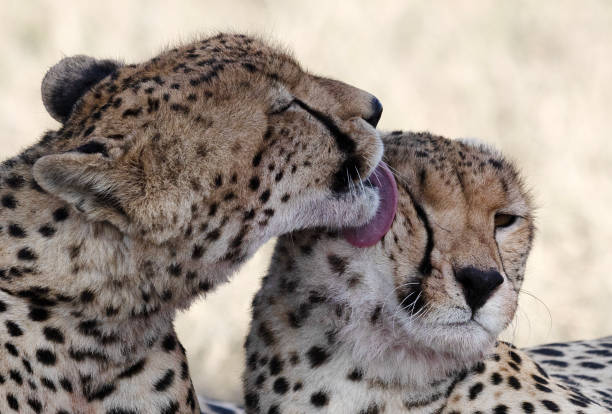 istock Cheetahs at Serengeti 2206293058
