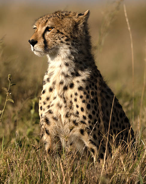 istock Cheetah at Serengeti 2206293059