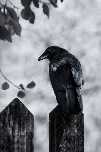 istock A Carrion Crow (Corvus Corone) On A Fence 2206294327
