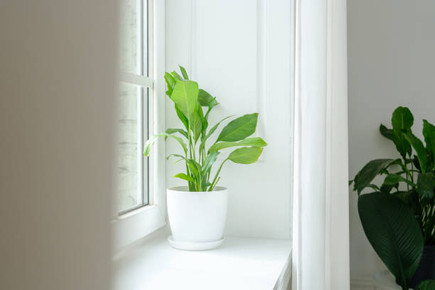 istock Fresh Green Houseplant on Minimalist Window Sill 2206294674