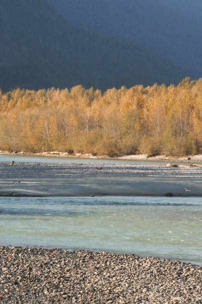 Squamish River during a fall season at the Eagle Run vista point in Brackendale, Squamish, British Columbia, Canada.