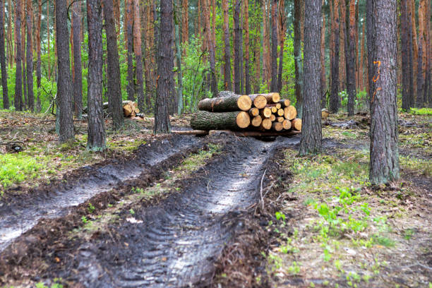 In a tranquil forest clearing, a stack of freshly cut logs rests beside muddy trails. Tall trees surround the area, creating a serene yet industrious atmosphere on an overcast day.