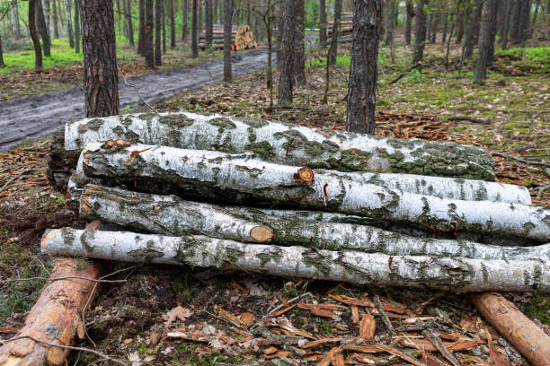 Logs stacked beside a forest path during a calm spring day in a wooded area