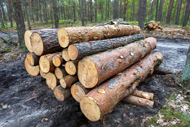 istock Logs stacked neatly in a forest clearing during daytime work session 2206297306