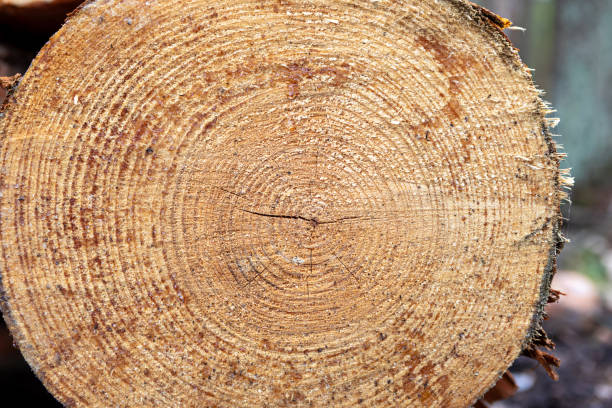 istock Close-up view of tree rings showing age and growth patterns in a forested area during daylight 2206297319