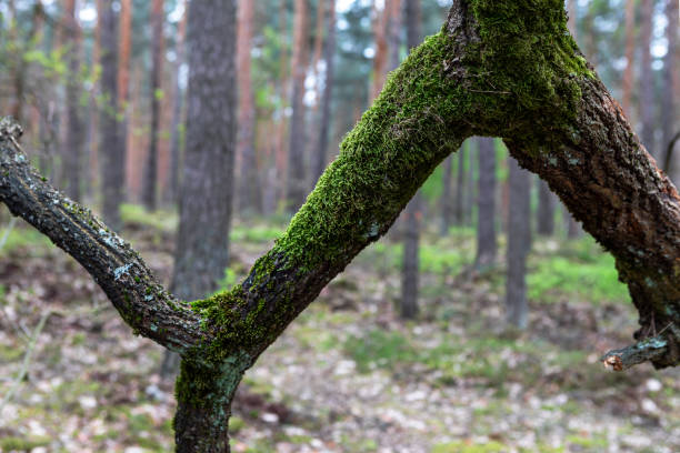 A close-up view of a moss-covered branch in a peaceful forest, surrounded by tall trees and soft greenery in the morning sunlight. Nature showcases its beauty in every detail.