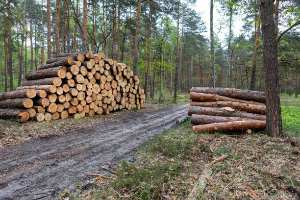 istock Logs stacked neatly beside a muddy path in a dense forest during springtime 2206297329