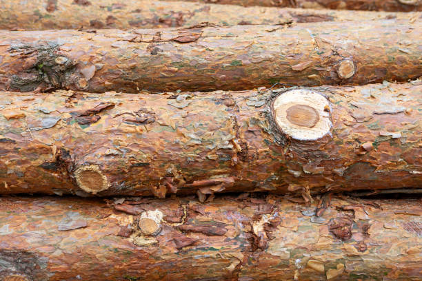 Wooden logs are stacked neatly on top of each other, showing their textured bark and cut ends. The arrangement indicates they are prepared for transportation to a processing facility.