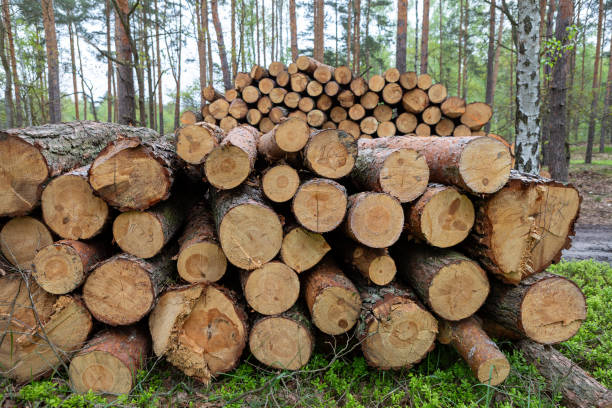 istock Log piles arranged in a forest, showcasing timber preparation for construction or firewood 2206297360