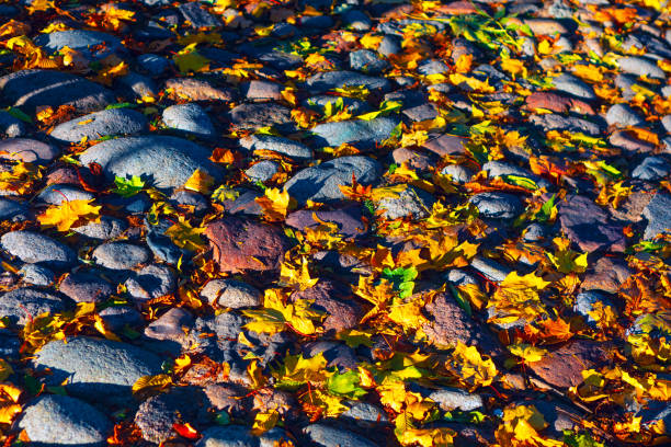 Cobblestone path strewn with vibrant yellow and orange autumn leaves, creating a striking seasonal display. Contrast between textured stones and colorful foliage captures essence of serene autumn day