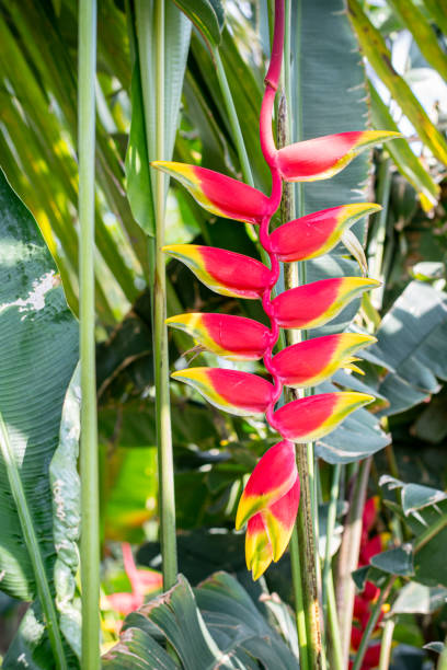 istock Lobster Claw Plant: Vibrant Heliconia in Full Bloom 2206299271