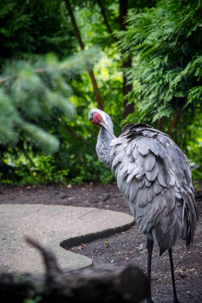 Close-up of a Sandhill Crane (Antigone canadensis) standing on a wooded path, surrounded by lush greenery. Recognizable by its slender build, grey feathers, and red forehead, the crane is a symbol of longevity and grace in many cultures.