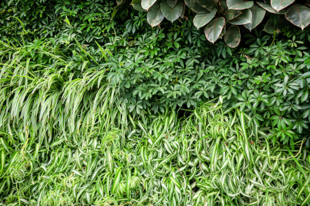 A vertical garden composed of layered green plants and leaves, showcasing a variety of textures and shades from dark green to yellow-green and light green, creating an eye-catching wall of nature.