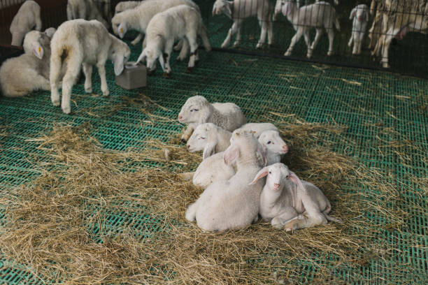Cute little white lambs rest on a farm. Selective focus.