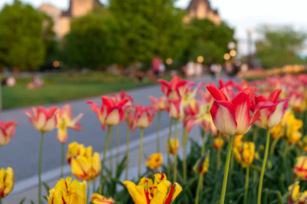 Tulips in the park in spring. Flowers outdoors in springtime.