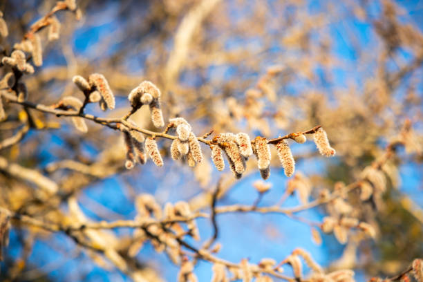 Budding catkins on a tree branch are illuminated by sunlight, with their soft texture contrasting against a vibrant blue sky and a blurred background.