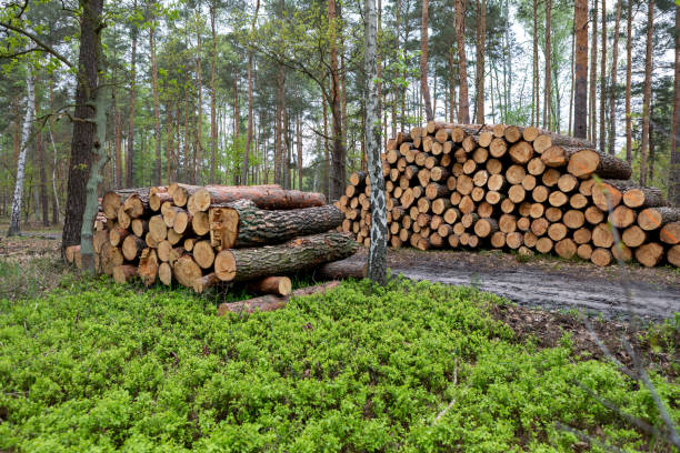 istock Logs stacked in a forest clearing under a canopy of tall trees during daytime 2206305919