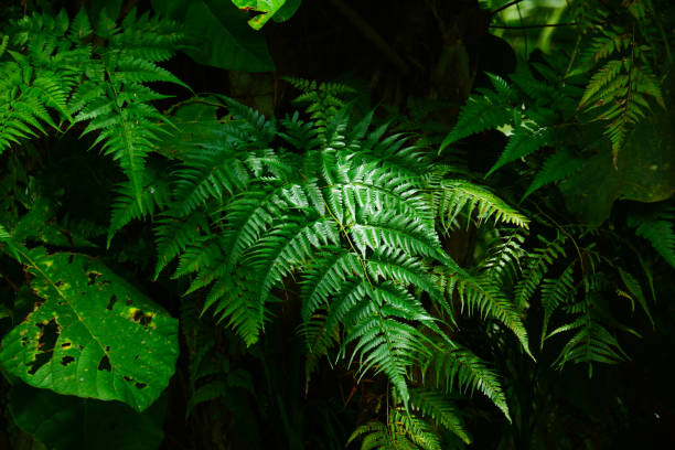 istock fern leaves with a dark background 2206307370