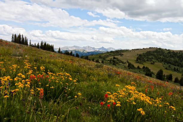 istock Colorado Mountains and Wild Flowers 2206309829