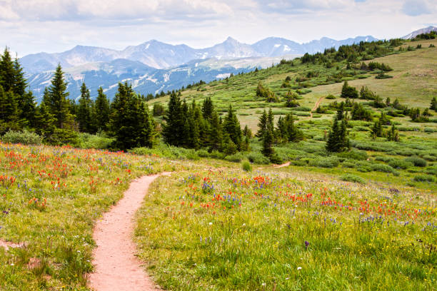 istock Colorado Mountains and Wild Flowers 2206309831