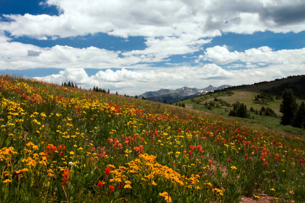 istock Colorado Mountains and Wild Flowers 2206309833