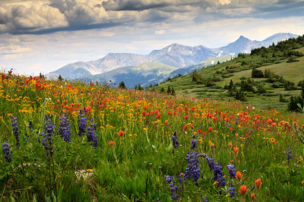 istock Colorado Mountains and Wild Flowers 2206309834