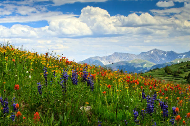istock Colorado Mountains and Wild Flowers 2206309835