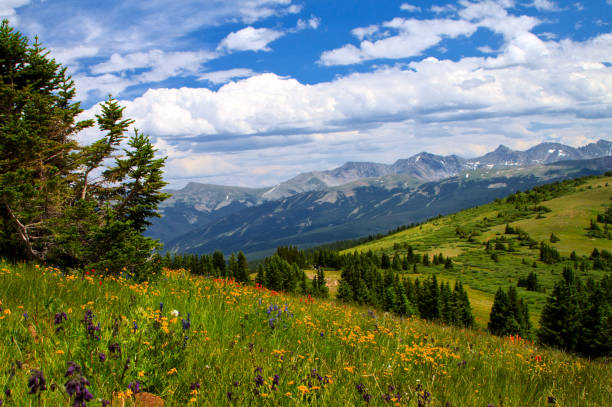 Wild Flowers in Colorado Mountains