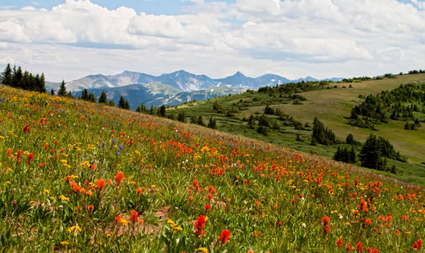 istock Colorado Mountains and Wild Flowers 2206309848