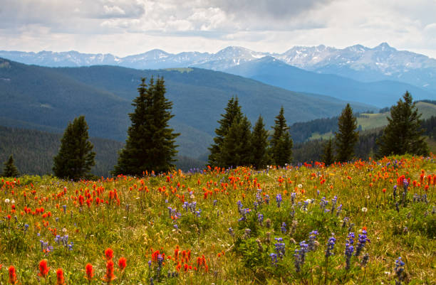 istock Colorado Mountains and Wild Flowers 2206309852
