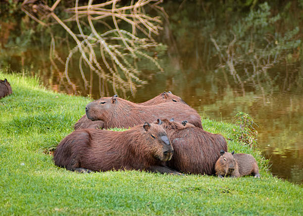 istock Capybara Family Resting by the Water 2206313158