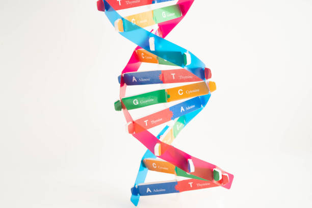 istock DNA molecule spiral structure model isolated on white background, chromosome and gene chemical science biology. 2206316245