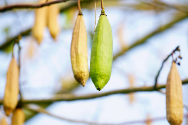 Close-up of green botanical pods hanging on a tree branch, set against a soft background. This image captures the beauty of nature and growth.