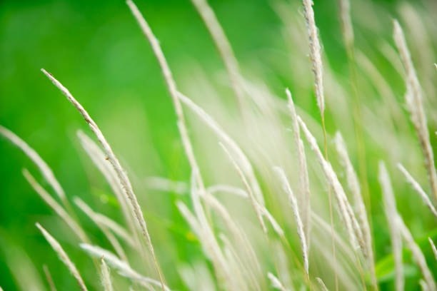 istock Soft Green Grass Blades Swaying in Gentle Breeze in Nature Setting 2206316889